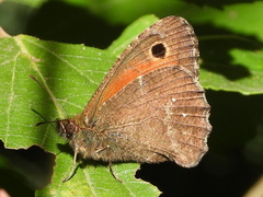 Quilaphoetosus monachus