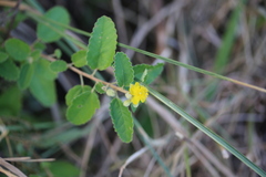 Corchorus hirtus