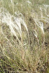 Stipa lessingiana