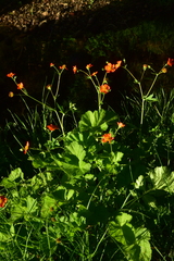 Geum quellyon