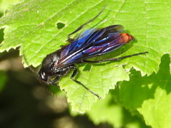 Elaphroptera scoliaeformis