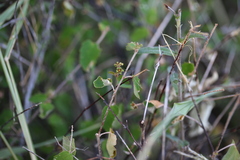 Croton betulinus