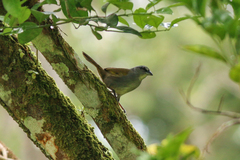 Arremonops conirostris