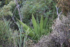 Furcraea tuberosa
