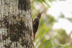 Xiphorhynchus lachrymosus