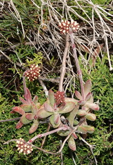 Crassula pubescens