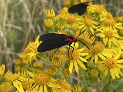 Ctenucha rubroscapus