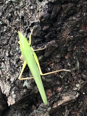 Euconocephalus varius