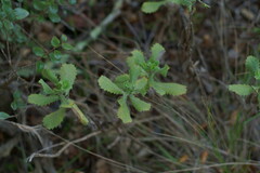 Hazardia squarrosa