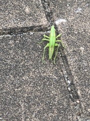 Euconocephalus varius