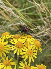 Ctenucha rubroscapus