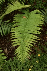 Blechnum chilense