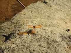 Perithemis intensa