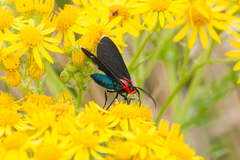 Ctenucha rubroscapus