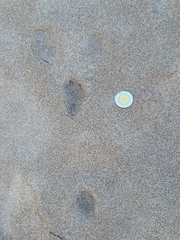 Sylvilagus cunicularius