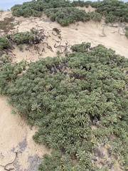 Tournefortia gnaphalodes