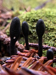 Trichoglossum