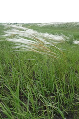 Stipa pennata