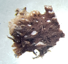 Peltigera elisabethae