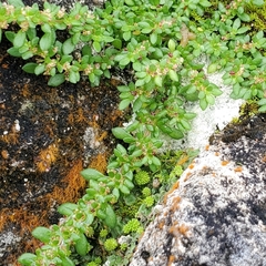 Pilea microphylla