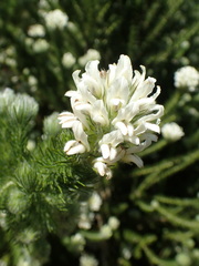 Aspalathus cephalotes cephalotes