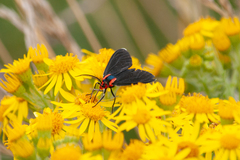 Ctenucha rubroscapus