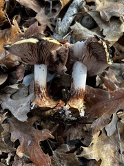 Cortinarius xanthodryophilus