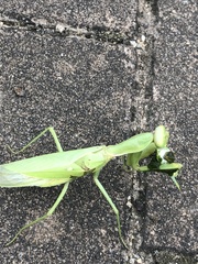 Hierodula patellifera patellifera