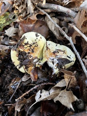 Cortinarius xanthodryophilus
