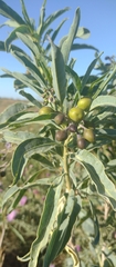 Solanum glaucophyllum