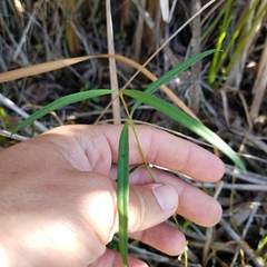 Asclepias lanceolata