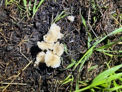Marasmius calhouniae