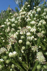 Aspalathus cephalotes cephalotes