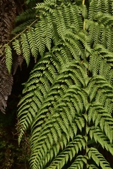 Lophosoria quadripinnata