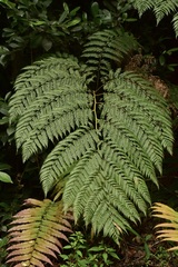Lophosoria quadripinnata