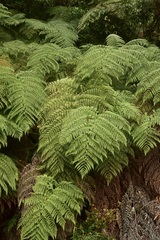 Lophosoria quadripinnata