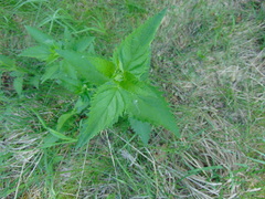 Scrophularia lanceolata