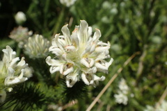 Aspalathus cephalotes cephalotes