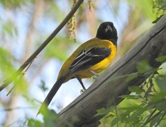 Icterus graduacauda