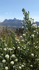 Aspalathus cephalotes cephalotes