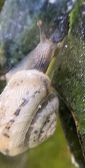 Praticolella