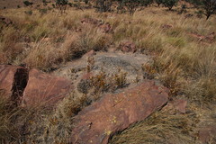 Fadogia homblei