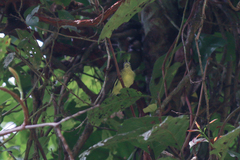 Ornithion brunneicapillus