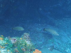 Anampses caeruleopunctatus