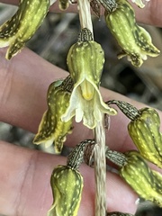 Gastrodia molloyi