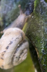 Praticolella