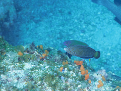 Anampses caeruleopunctatus