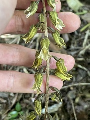 Gastrodia molloyi