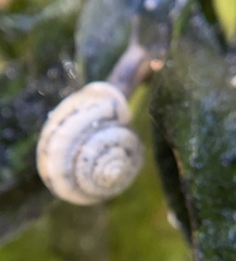 Praticolella