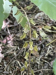 Gastrodia molloyi